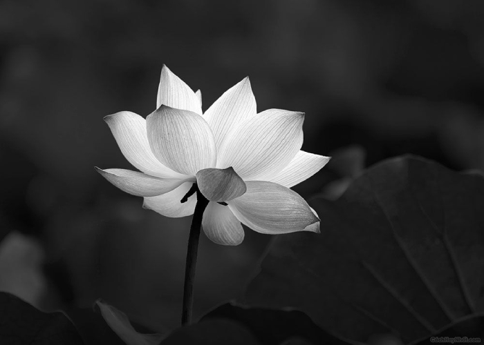 Ảnh hoa sen đen buồn làm avatar