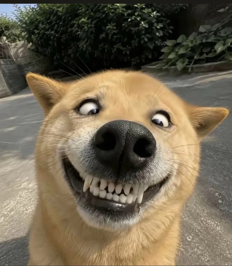 Ảnh meme chó đáng yêu và hài hước