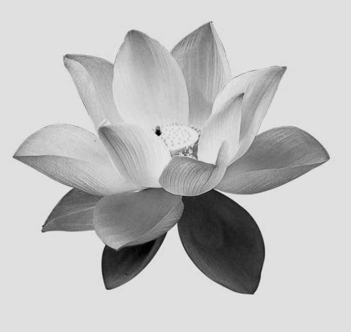 Avatar hoa sen đen mang ý nghĩa tưởng niệm