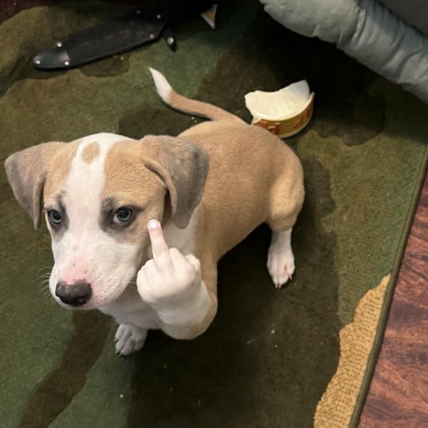 Dog meme mang biểu cảm ngộ nghĩnh tự nhiên