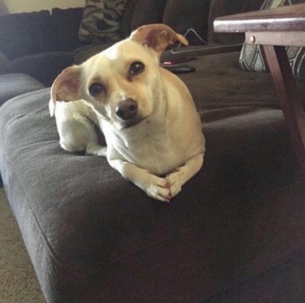 Dog meme mang phong cách vui nhộn nổi bật