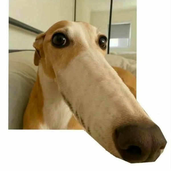 Dog meme mang vẻ ngoài đáng yêu khó cưỡng