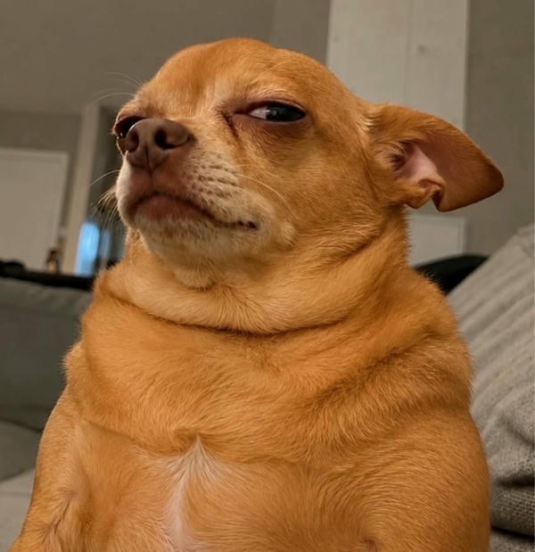 Dog meme sở hữu biểu cảm độc đáo và duyên dáng