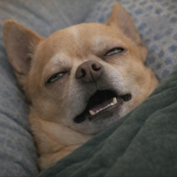 Dog meme sở hữu gương mặt đầy biểu cảm