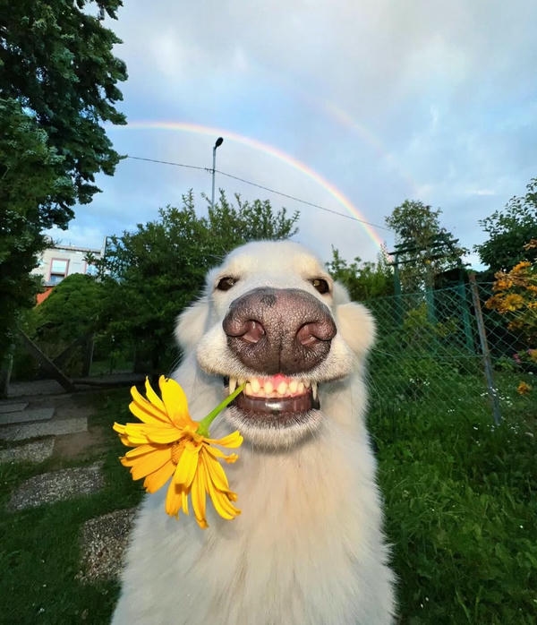Dog meme sở hữu thần thái lém lỉnh đáng yêu