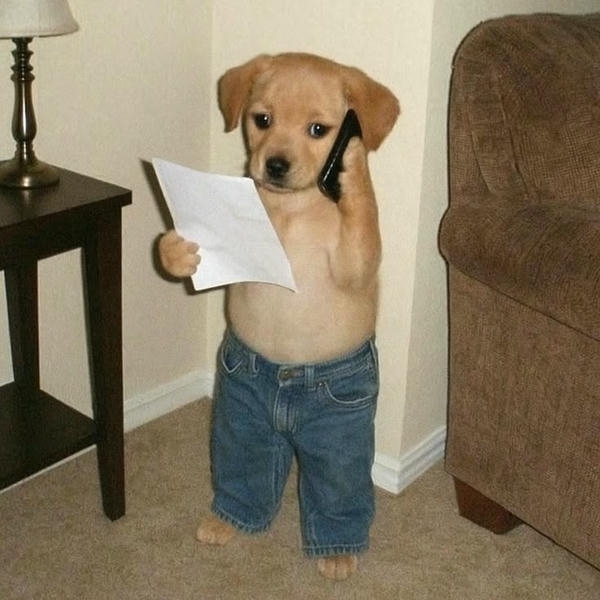 Dog meme tạo ấn tượng bằng nét mặt hài