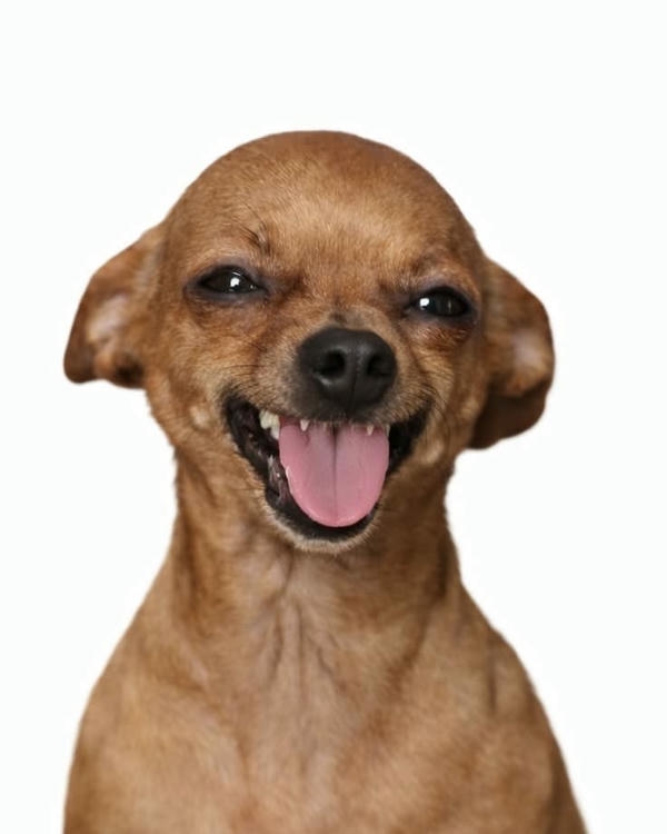 Dog meme tạo cảm giác vui nhộn và đáng yêu