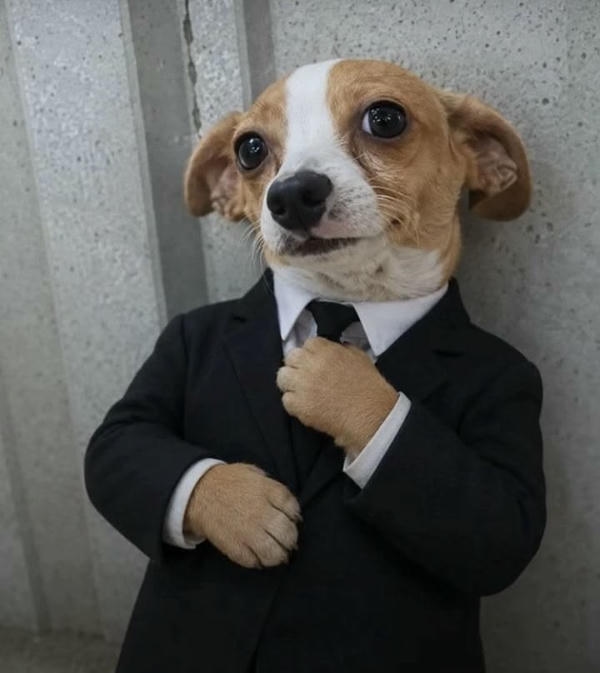 Dog meme tạo nét hài hước qua biểu cảm