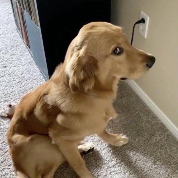 Dog meme thể hiện thần thái hài hước tự nhiên
