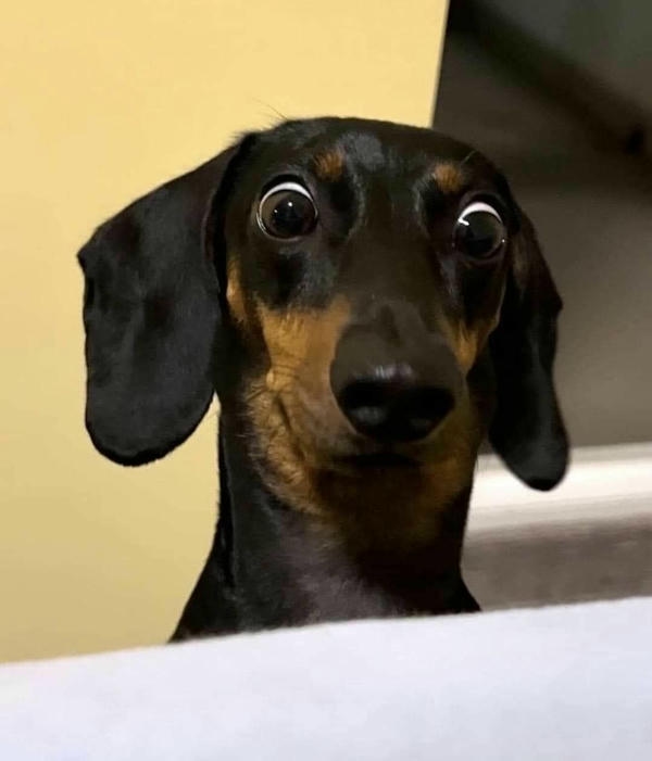 Dog meme với ánh mắt ngây ngô hài hước