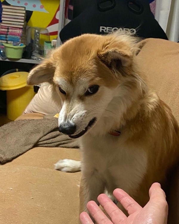Dog meme với biểu cảm bất ngờ đầy thú vị
