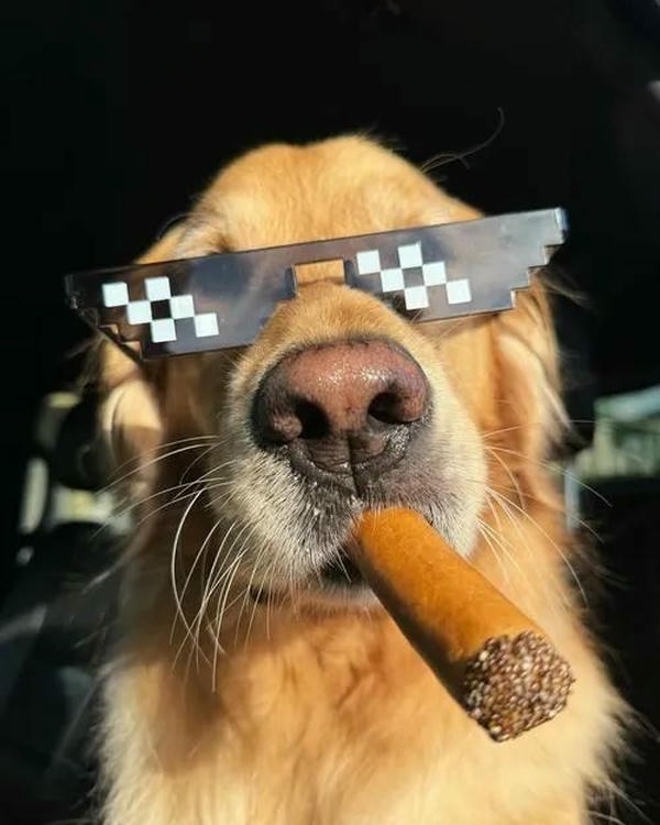 Dog meme với biểu cảm tinh nghịch đáng yêu