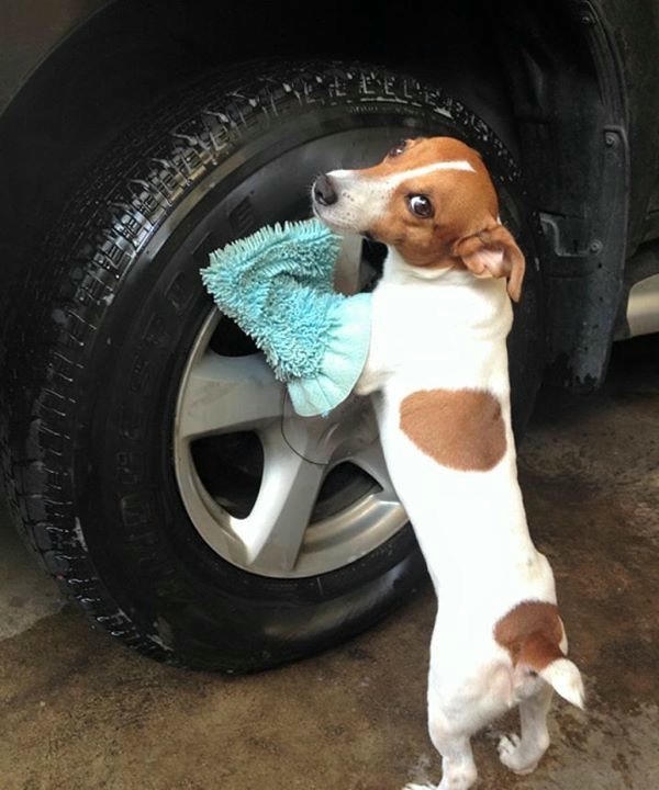 Dog meme với diện mạo ngộ nghĩnh đầy sức hút