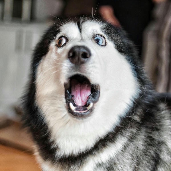 Dog meme với gương mặt ngộ nghĩnh khó quên
