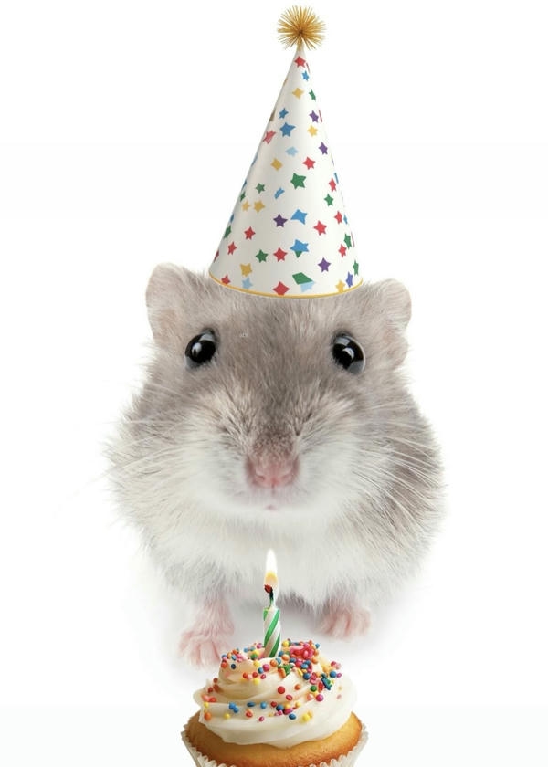 Happy birthday meme mang sắc thái vui vẻ đáng yêu