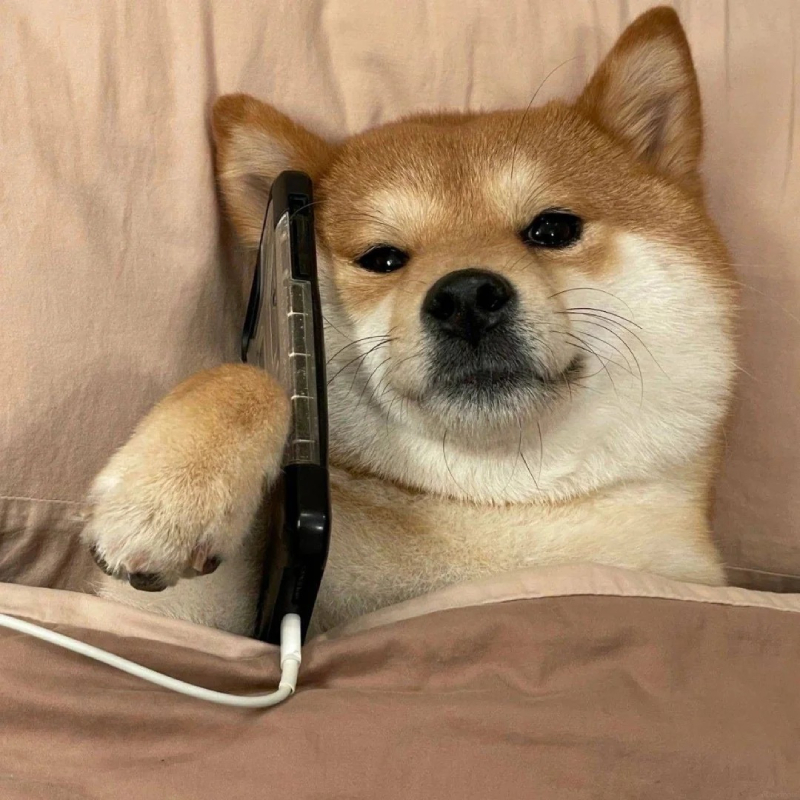 Hình ảnh meme chó hài hước