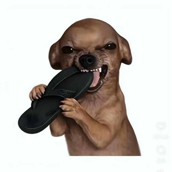 Hình ảnh meme chó với diện mạo ngộ nghĩnh