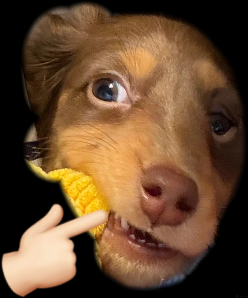 Hình meme chó cute và hài