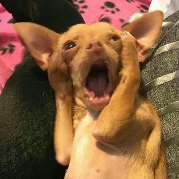 Meme bất ngờ mang nét mặt sửng sốt hài hước