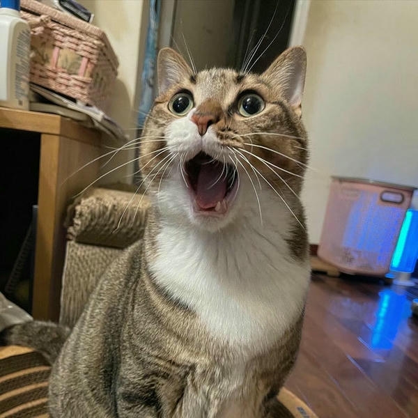 Meme bất ngờ thể hiện ánh nhìn sửng sốt nổi bật