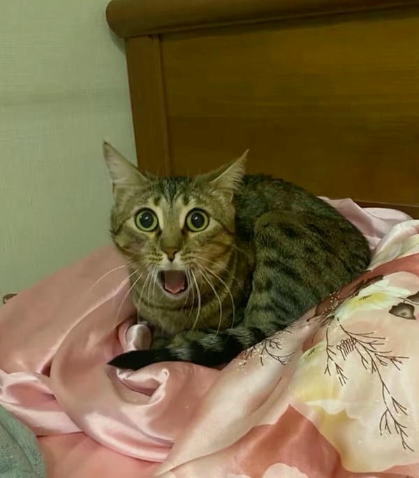 Meme bất ngờ với phản ứng ngạc nhiên cực kỳ duyên