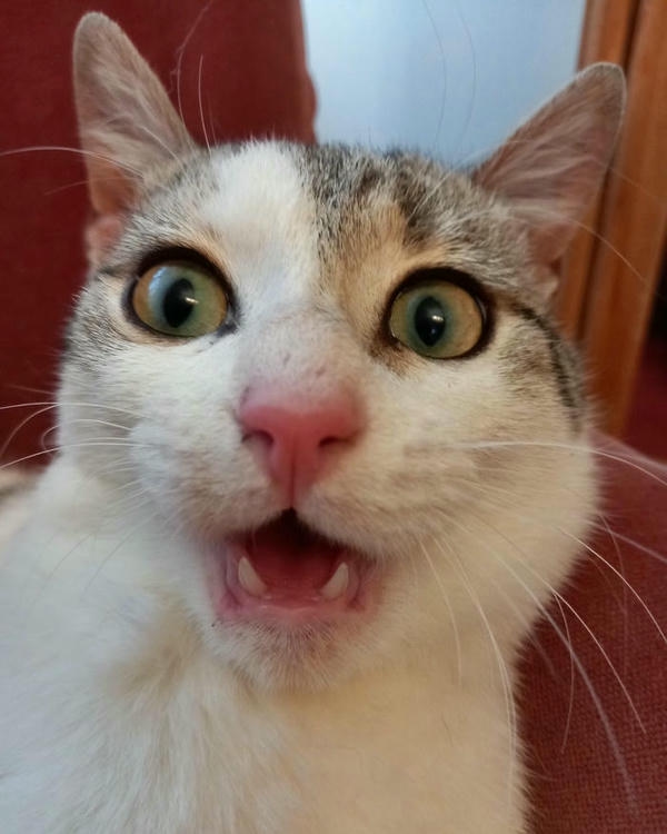 Meme bất ngờ với thần thái ngạc nhiên khó đoán