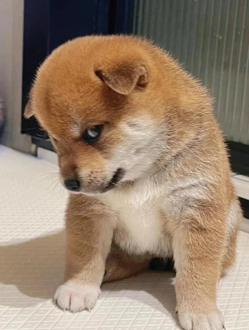Meme chó biểu cảm hài hước