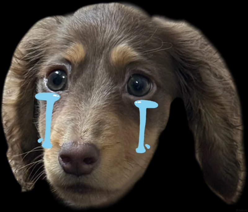 Meme chó cute được yêu thích