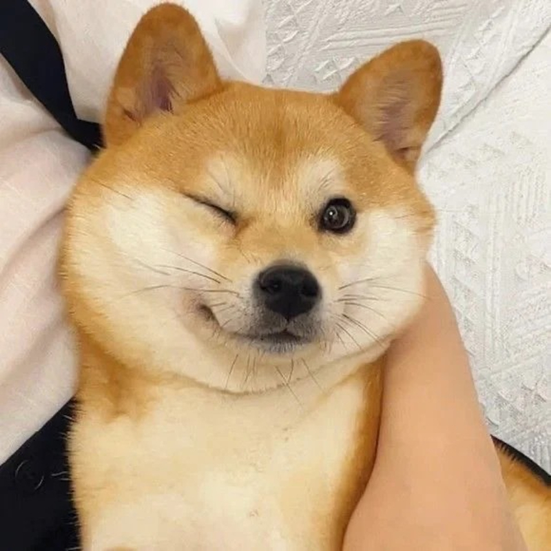 Meme chó cute khiến bạn bật cười