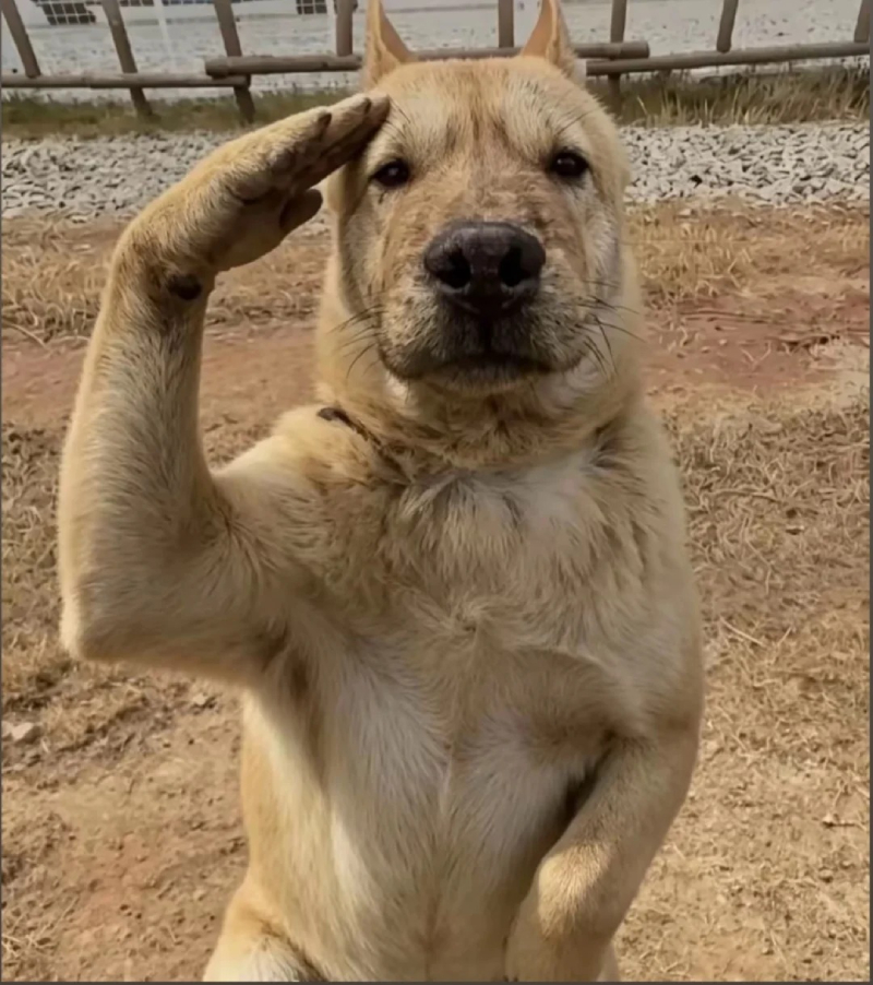 Meme chó hài hước và thú vị