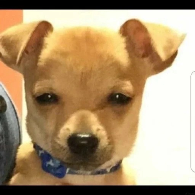 Meme chó hài hước viral