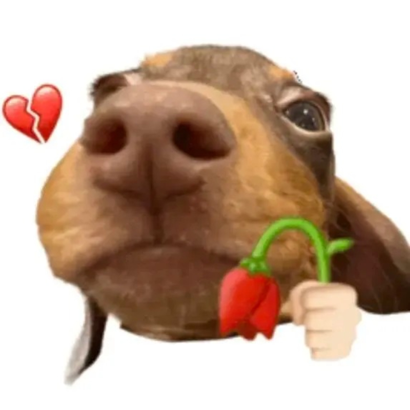 Meme chó hài với biểu cảm độc đáo