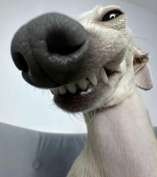 Meme chó thể hiện vẻ mặt bất ngờ thú vị