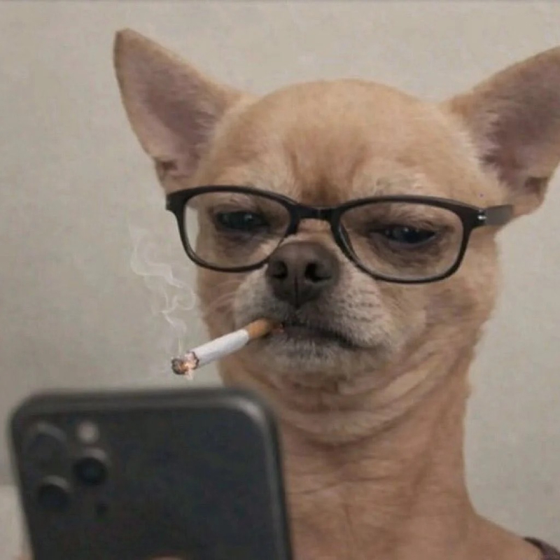 Meme chó với biểu cảm bá đạo