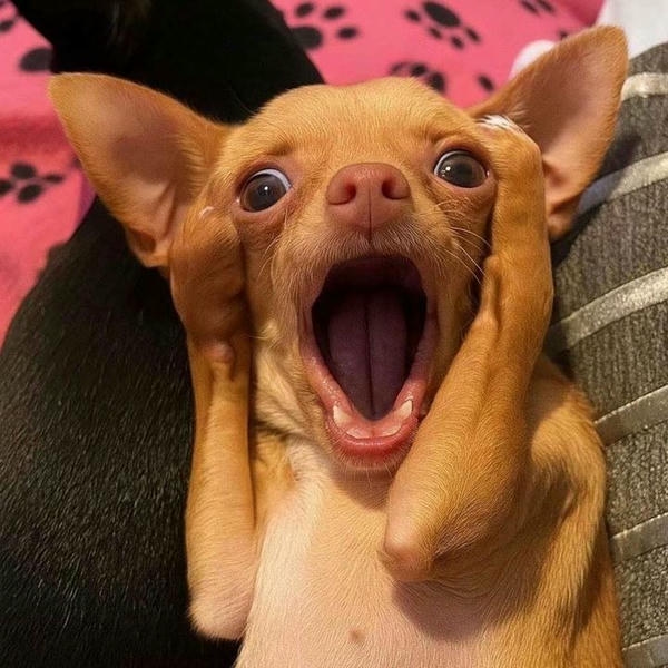 Meme chó với phong thái lém lỉnh tự nhiên