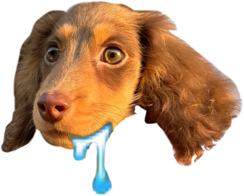 Meme chó vui nhộn dành cho mọi người