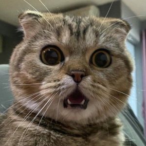 Meme hài hước với nét mặt bất ngờ và dí dỏm