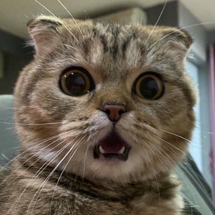 Meme hài hước với nét mặt bất ngờ và dí dỏm