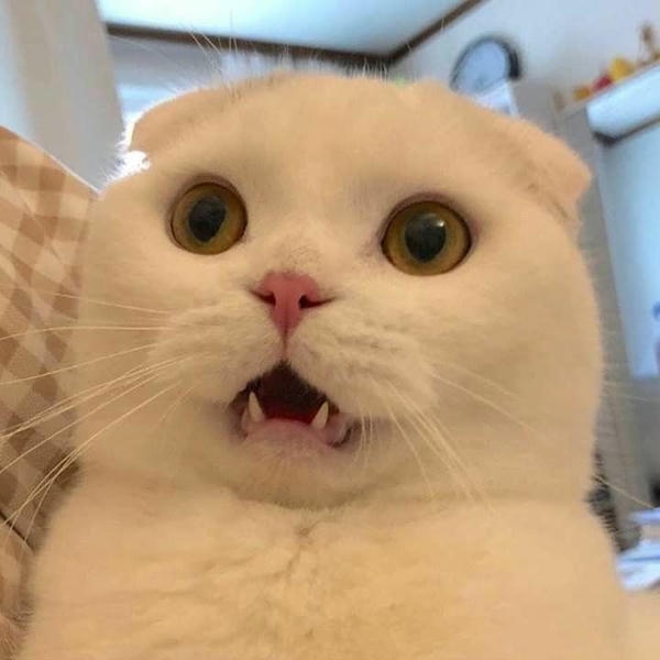 Meme phản ứng bất ngờ mang vẻ mặt kinh ngạc