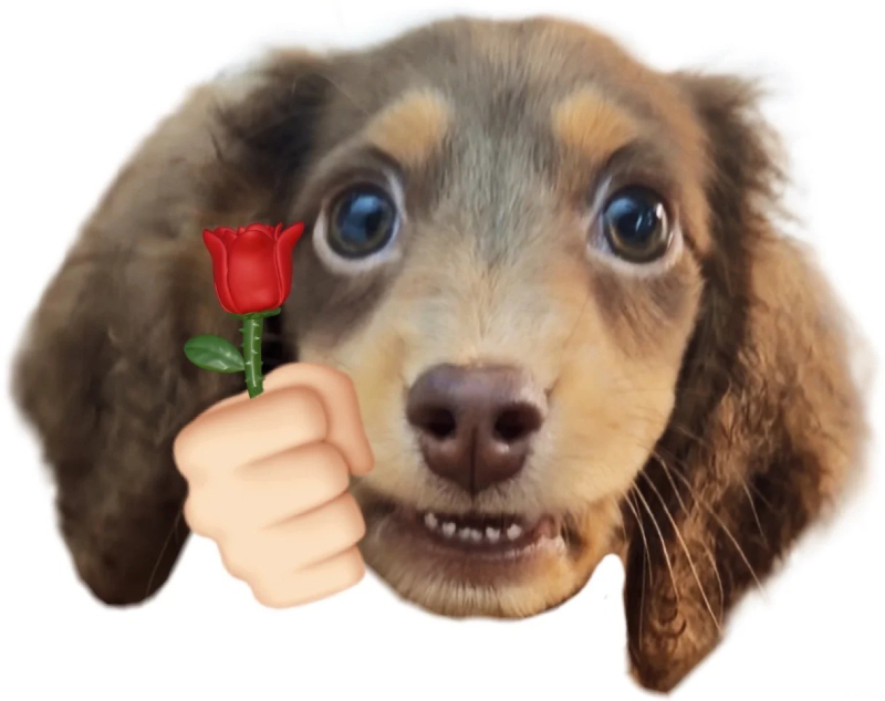 Những hình meme chó hài nhất