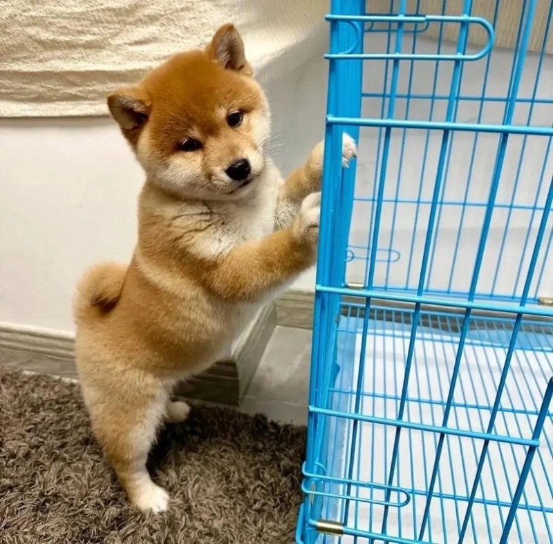 Những meme chó hài không đỡ nổi