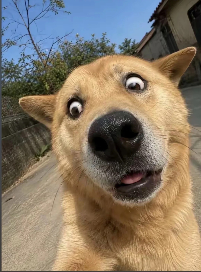 ảnh đại diện meme vui nhộn