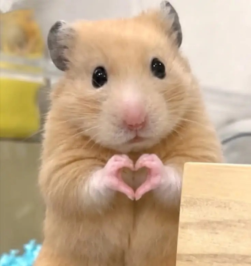 ảnh dễ thương cực cute