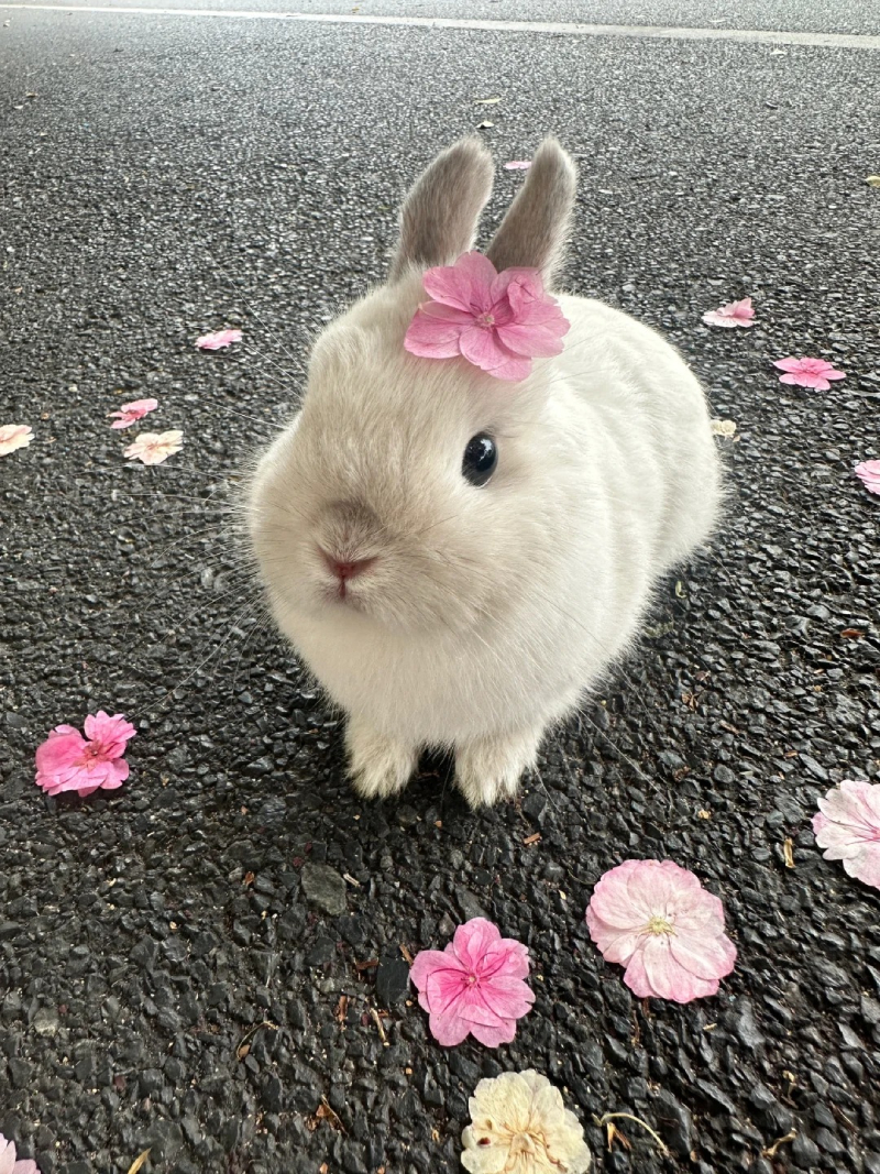ảnh dễ thương cute nhất
