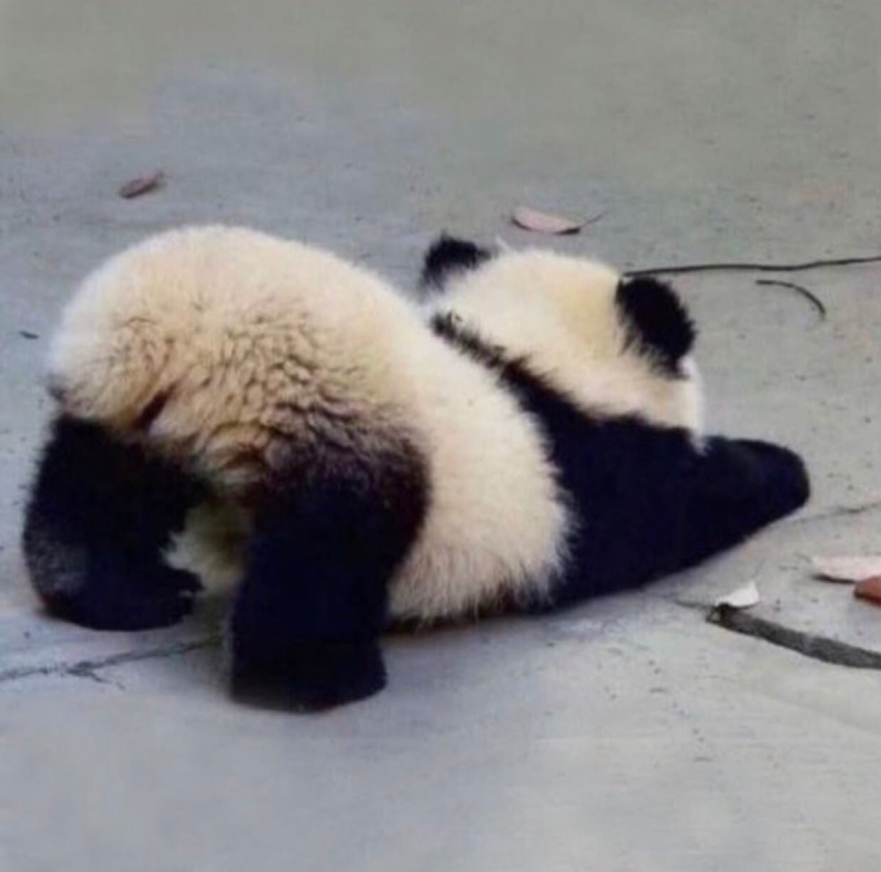 ảnh gấu trúc đáng yêu
