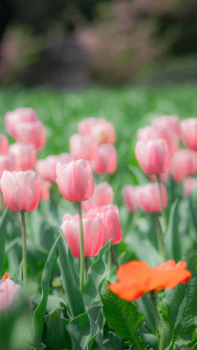 ảnh hoa tulip tím đẹp