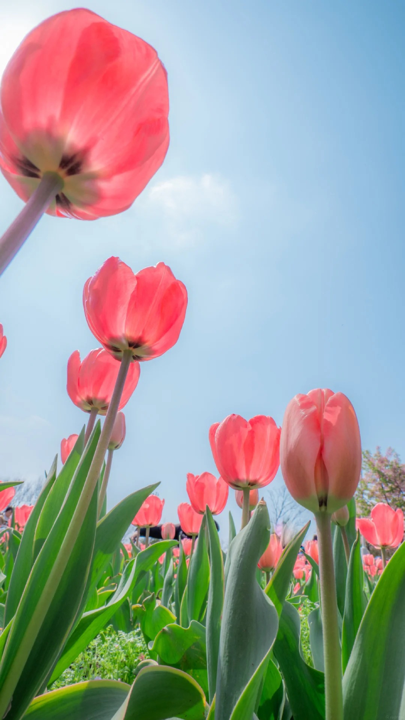 hình ảnh tulip đẹp nhất