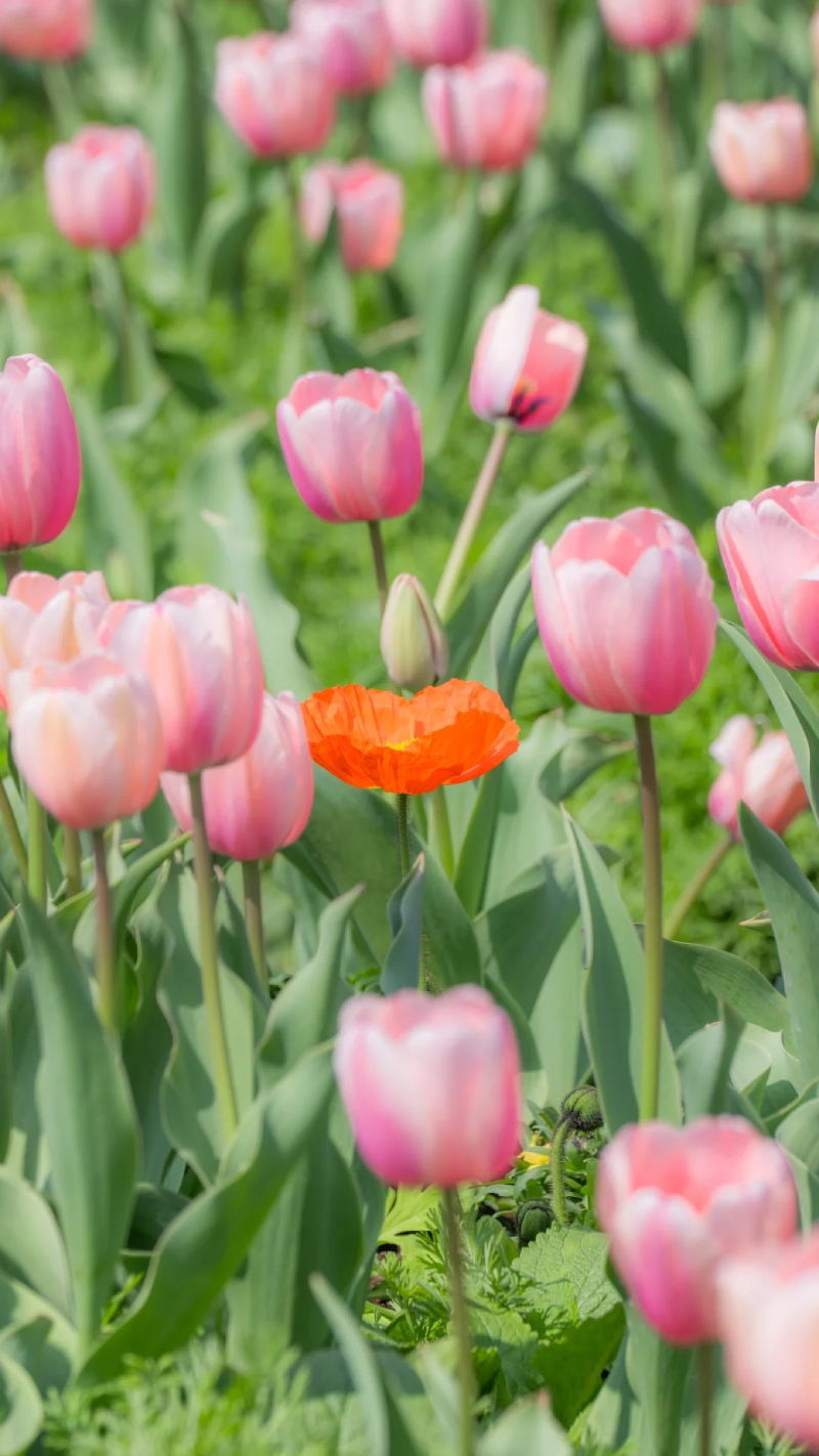 ảnh hoa tulip đầy màu sắc