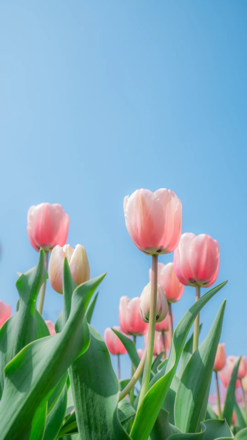 hoa tulip nở rộ tuyệt đẹp