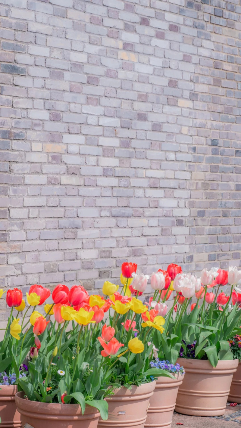 ảnh hoa tulip đẹp làm hình nền
